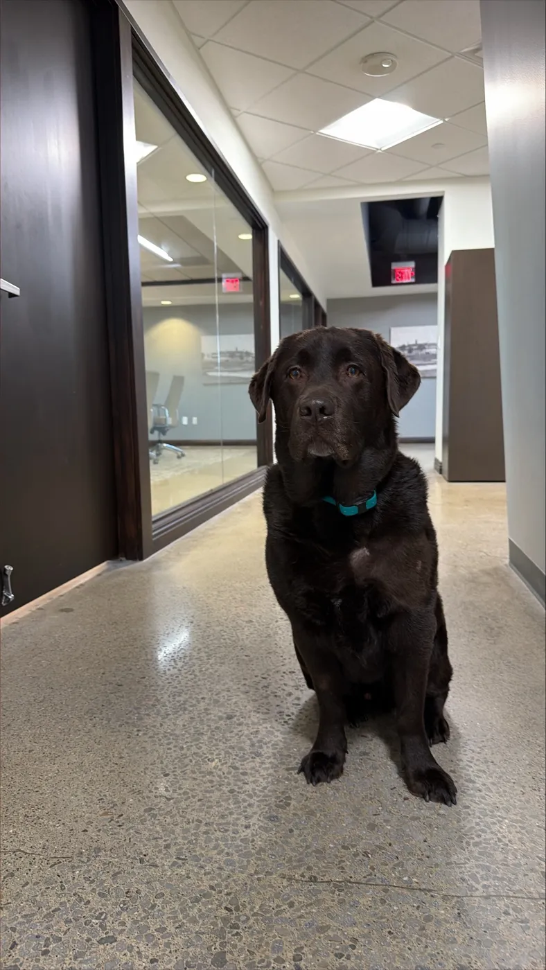 Rudy, the Troy office's chocolate Labrador and Director of Asset Relocation, sitting upright in a teal collar on the polished concrete floor of the office hallway and looking straight at the camera, with glass-walled offices behind him